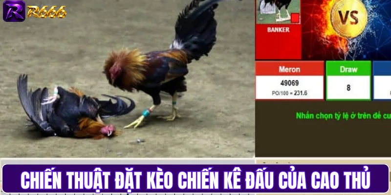 Chiến thuật đặt kèo chiến kê đấu của cao thủ