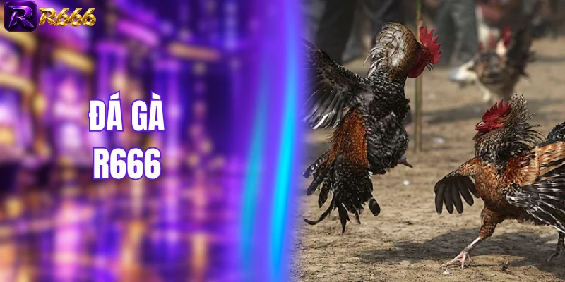 Đá Gà R666 - Sân Chơi Cược Chiến Kê Hiện Đại Nhất 2026