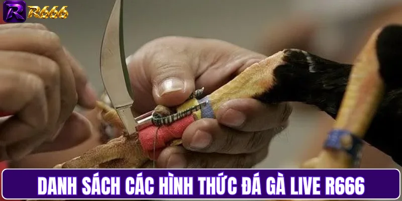 Danh sách các hình thức đá gà live R666