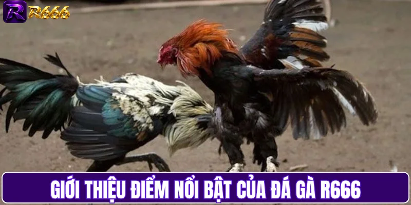 Giới thiệu điểm nổi bật của đá gà R666