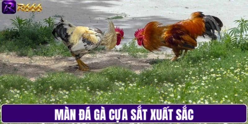Màn đá gà cựa sắt xuất sắc