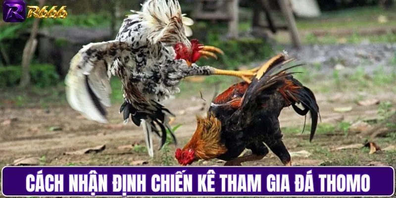 Mẹo nhận định chiến kê đá Thomo chuẩn nhất