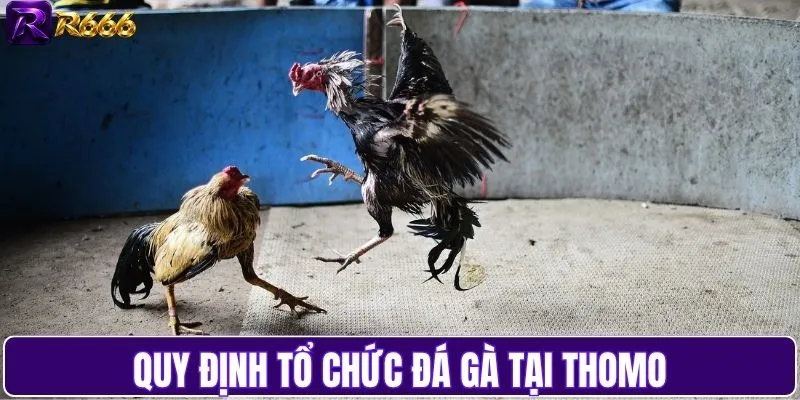 Quy định tổ chức các trận đấu tại sới đá Thomo