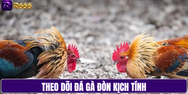 Theo dõi đá gà đòn kịch tính