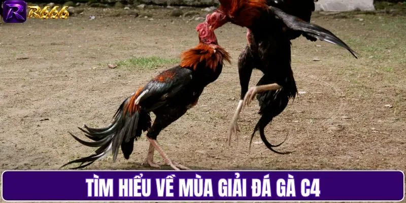 Tìm hiểu về mùa giải đá gà C4